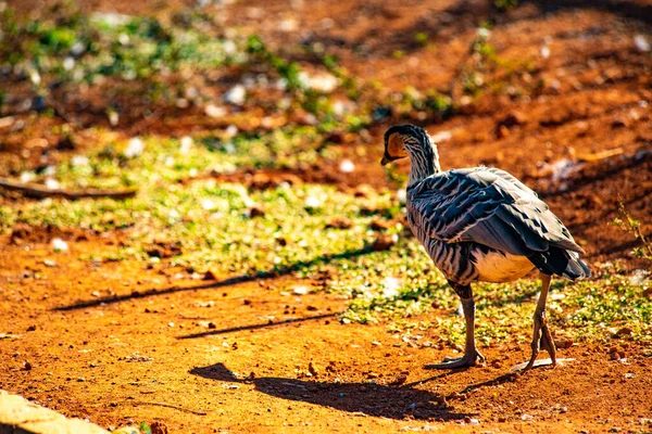 Zoo Dzień Brasilia Brazylia — Zdjęcie stockowe