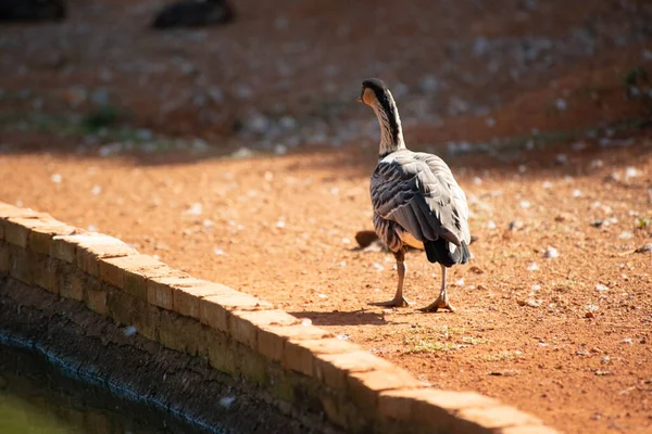 ブラジルのブラジリアで昼間の動物園 — ストック写真