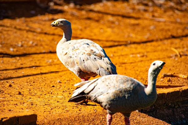 Zoo Dzień Brasilia Brazylia — Zdjęcie stockowe