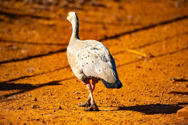 Zoo Dzień Brasilia Brazylia — Zdjęcie stockowe