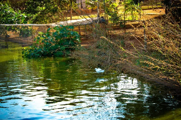 Zoo Giorno Brasilia Brasile — Foto Stock