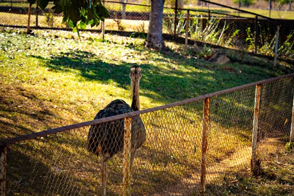 Zoo Tagsüber Brasilia Brasilien — Stockfoto