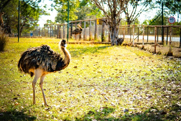 ブラジルのブラジリアで昼間の動物園 — ストック写真