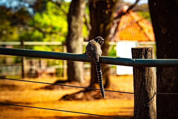 Зоопарк Вдень Бразілії Бразилія — стокове фото