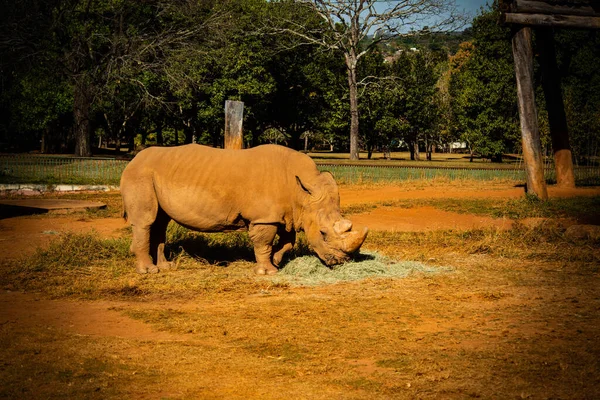 Носорог Зоопарке Бразилии — стоковое фото