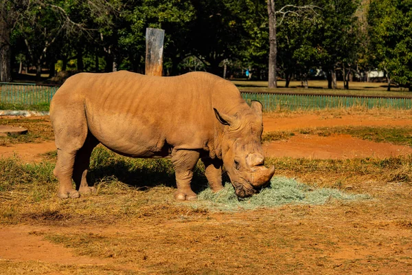 Носорог Зоопарке Бразилии — стоковое фото