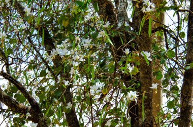 Doğada ağaç dalları ve çiçekler