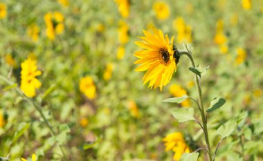Parlak güneş ışığında tarlada açan sarı çiçek