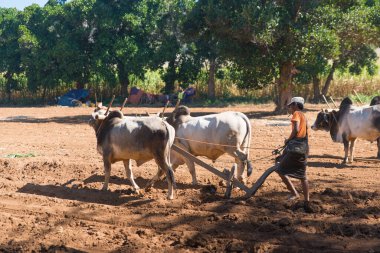 Myanmar 'da gündüz görüntüsü