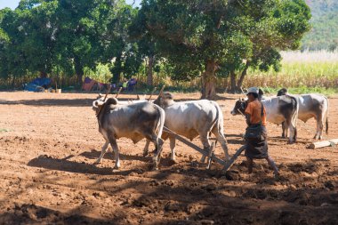 Myanmar 'da gündüz görüntüsü