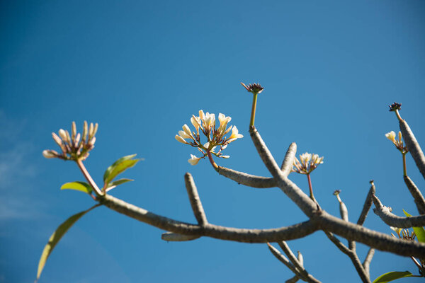 Крупный план цветов в Мьянме. Озеро Инле. Озеро