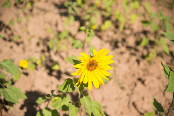 Field Sunflowers Daytime Myanmar — Stock Photo, Image