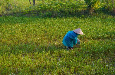 Vietnam. Hoi An. Şehrin güzel bir manzarası.
