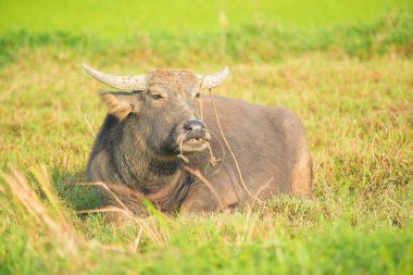 Vietnam. Hoi An. Şehrin güzel bir manzarası.