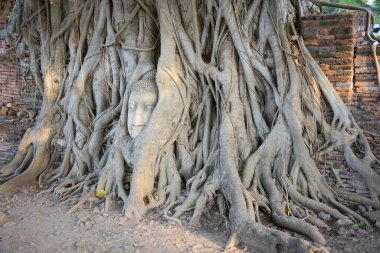 Tayland. Ayutthaya. Wat Mahathat tapınağı.