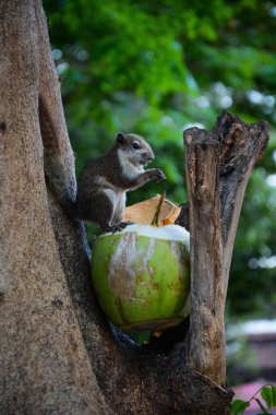 Tayland. Ayutthaya. Şehirde güzel bir tapınak manzarası