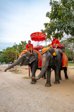 Tayland. Ayutthaya. Şehirdeki fillerin manzarası.