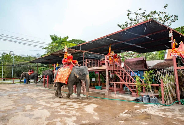 Tayland Ayutthaya Şehirdeki Fillerin Manzarası — Stok fotoğraf