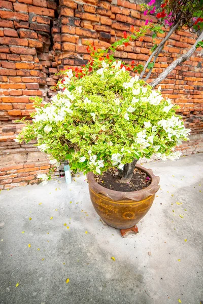 Thailandia Ayutthaya Tempio Wat Yai Chai Mongkhol — Foto Stock