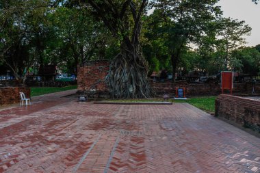 Buda taşı kafalı yaşlı ağaç Wat Mahathat, Ayutthaya, Tayland