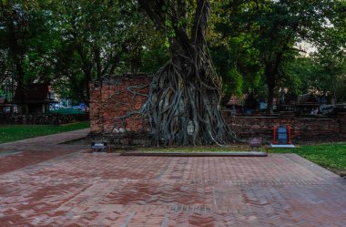 Buda taşı kafalı yaşlı ağaç Wat Mahathat, Ayutthaya, Tayland