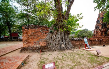 Antik Wat Mahathat Tapınağı, Ayutthaya, Tayland