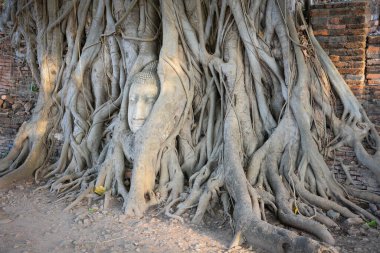 Buda taşı kafalı yaşlı ağaç Wat Mahathat, Ayutthaya, Tayland