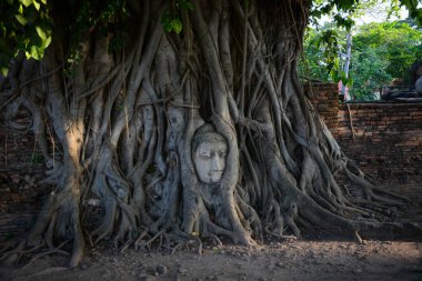 Buda taşı kafalı yaşlı ağaç Wat Mahathat, Ayutthaya, Tayland
