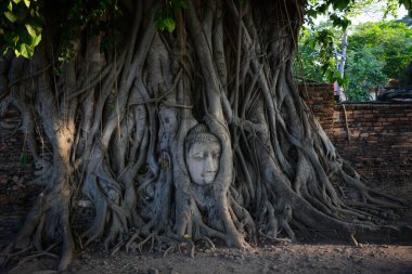 Buda taşı kafalı yaşlı ağaç Wat Mahathat, Ayutthaya, Tayland