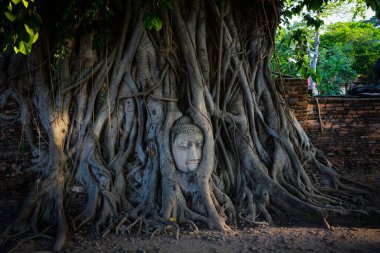 Buda taşı kafalı yaşlı ağaç Wat Mahathat, Ayutthaya, Tayland