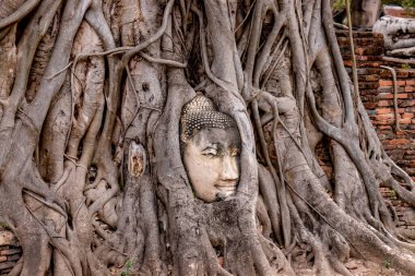 Buda taşı kafalı yaşlı ağaç Wat Mahathat, Ayutthaya, Tayland