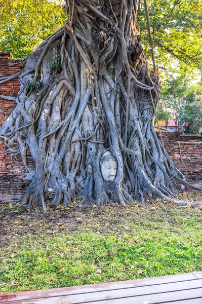 Árvore Velha Com Cabeça Pedra Buda Wat Mahathat Ayutthaya Tailândia — Fotografia de Stock