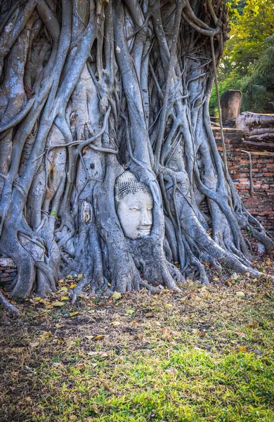 Vecchio Albero Con Testa Pietra Buddha Wat Mahathat Ayutthaya Thailandia — Foto Stock