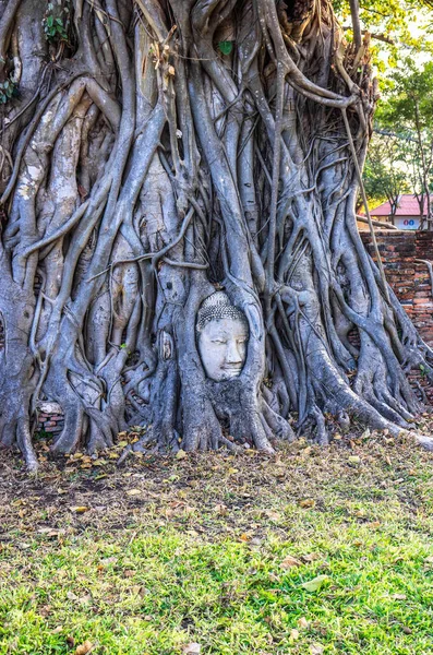 Árvore Velha Com Cabeça Pedra Buda Wat Mahathat Ayutthaya Tailândia — Fotografia de Stock