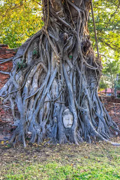 Árvore Velha Com Cabeça Pedra Buda Wat Mahathat Ayutthaya Tailândia — Fotografia de Stock