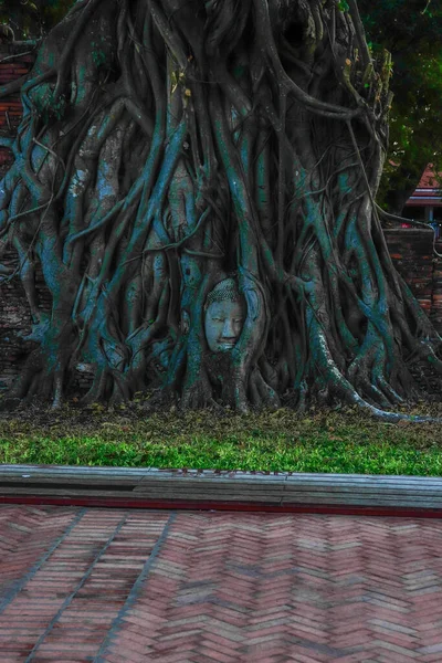 Buda Taşı Kafalı Yaşlı Ağaç Wat Mahathat Ayutthaya Tayland — Stok fotoğraf