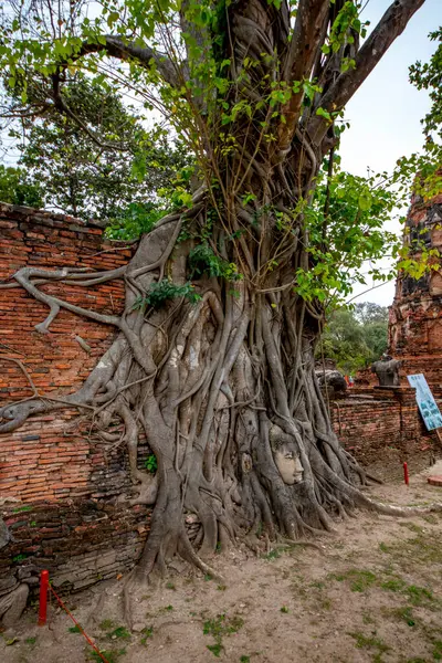 Alter Baum Mit Buddha Steinkopf Wat Mahathat Ayutthaya Thailand — Stockfoto