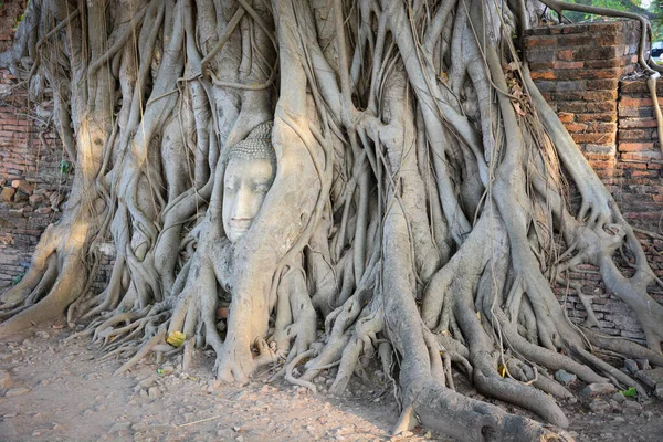 Árvore Velha Com Cabeça Pedra Buda Wat Mahathat Ayutthaya Tailândia — Fotografia de Stock