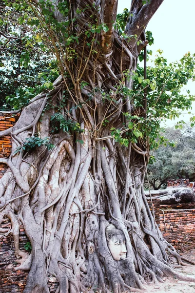 Árvore Velha Com Cabeça Pedra Buda Wat Mahathat Ayutthaya Tailândia — Fotografia de Stock