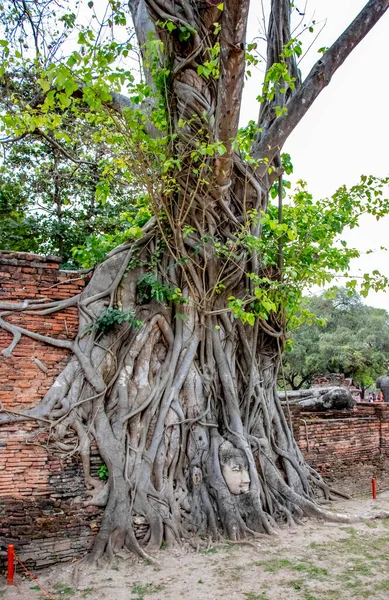 Árvore Velha Com Cabeça Pedra Buda Wat Mahathat Ayutthaya Tailândia — Fotografia de Stock