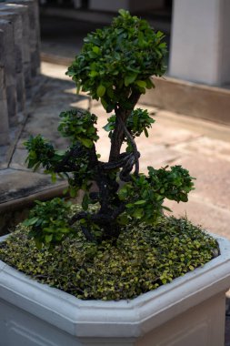 Tayland. Bangkok 'ta. Wat Pho Tapınağı