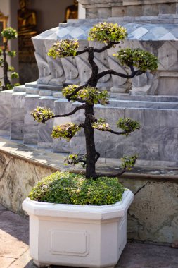 Tayland. Bangkok 'ta. Wat Pho Tapınağı