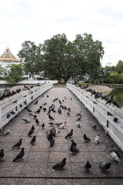 Gołębie Moście Świątyni Buddyjskiej Bangkoku Tajlandia — Zdjęcie stockowe
