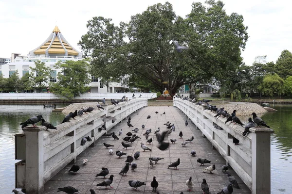 Bangkok, Tayland 'daki Budist tapınağında güvercinler köprüde.
