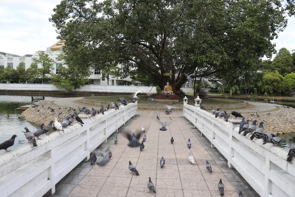 Palomas Puente Templo Buddhist Bangkok Tailandia — Foto de Stock
