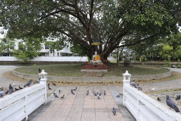 Pombos Ponte Templo Budista Bangkok Tailândia — Fotografia de Stock