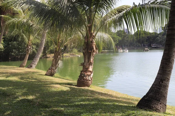 Tayland. Bangkok 'ta. Lumpini Parkı