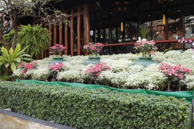 Tayland. Chiang Mai. Şehrin güzel bir manzarası.