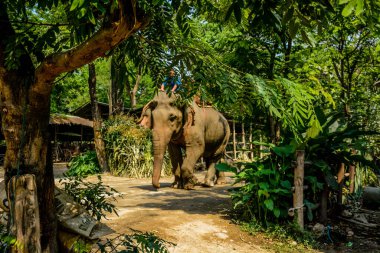 Tayland. Chiang Mai. Maetaman Fil Kampı