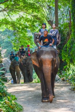 Tayland. Chiang Mai. Maetaman Fil Kampı